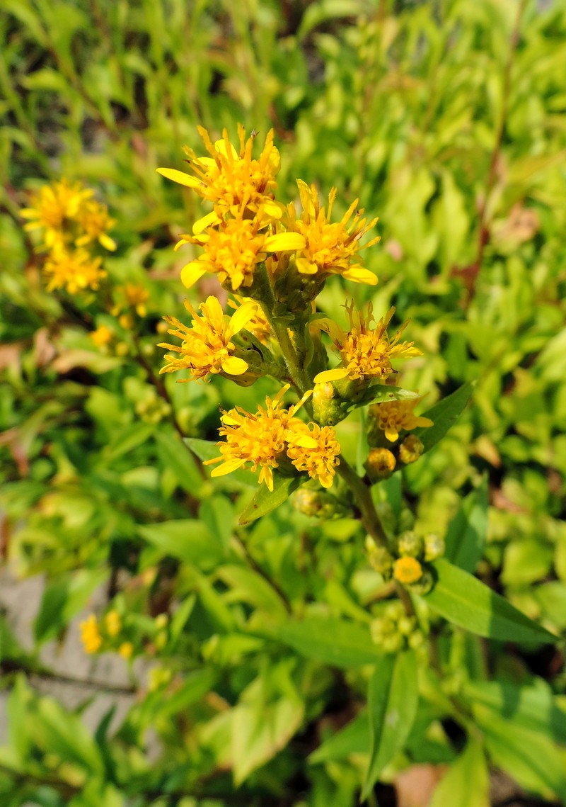 Bog Goldenrod