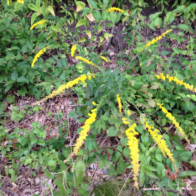Elmleaf Goldenrod photo 2