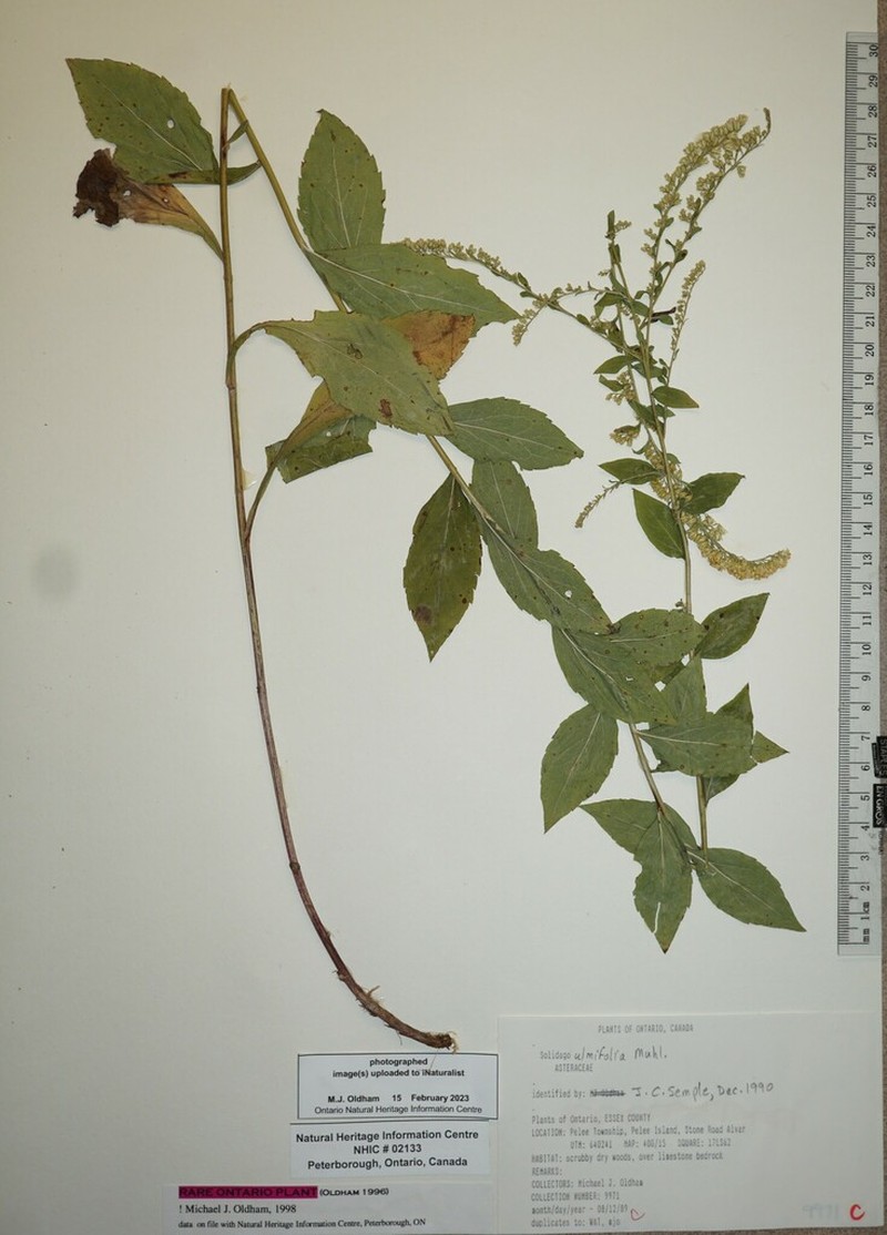 Elmleaf Goldenrod photo 3