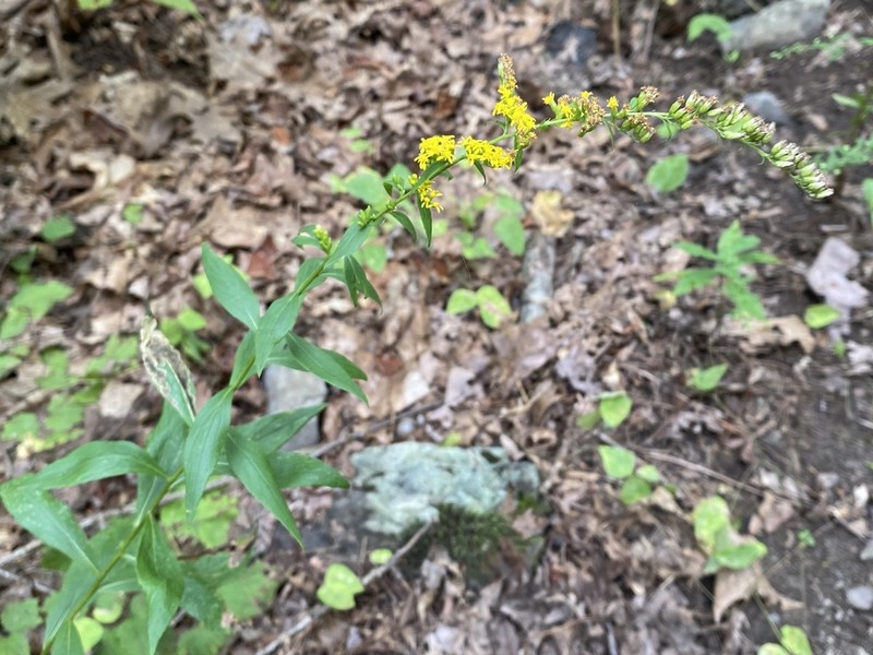 Elmleaf Goldenrod photo 4
