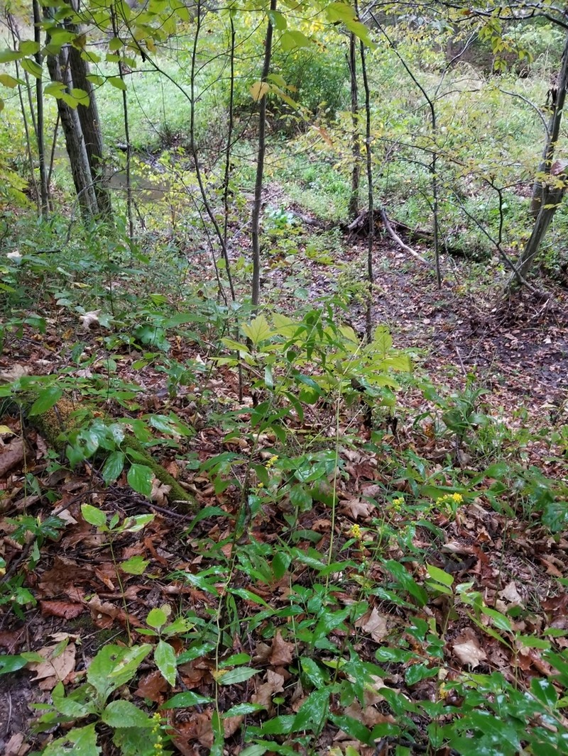 Elmleaf Goldenrod photo 5