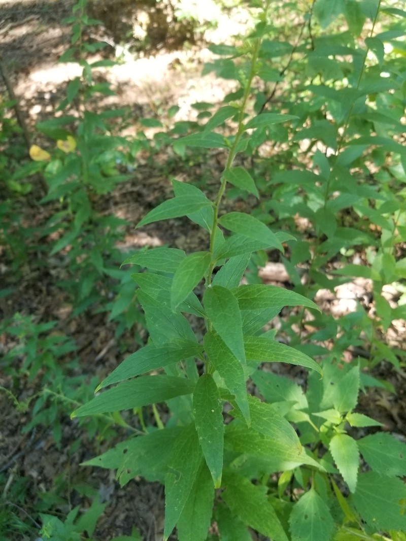 Elmleaf Goldenrod photo 6