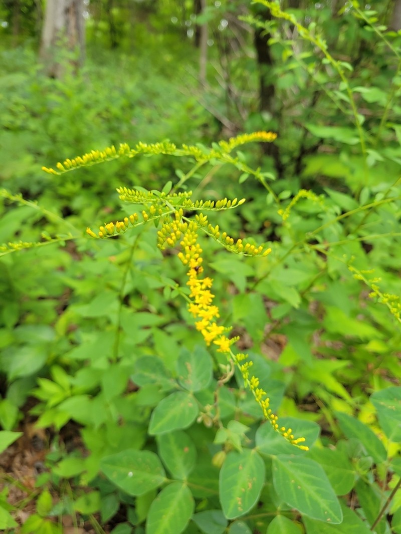 Elmleaf Goldenrod photo 7