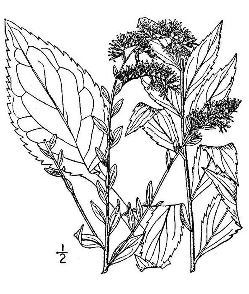 Elmleaf Goldenrod