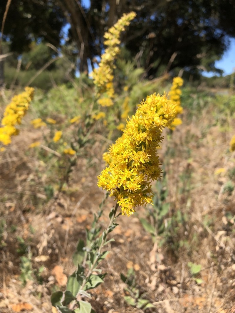 Threenerve Goldenrod photo 3