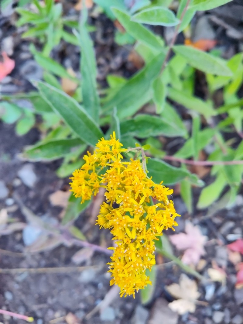 Threenerve Goldenrod photo 4