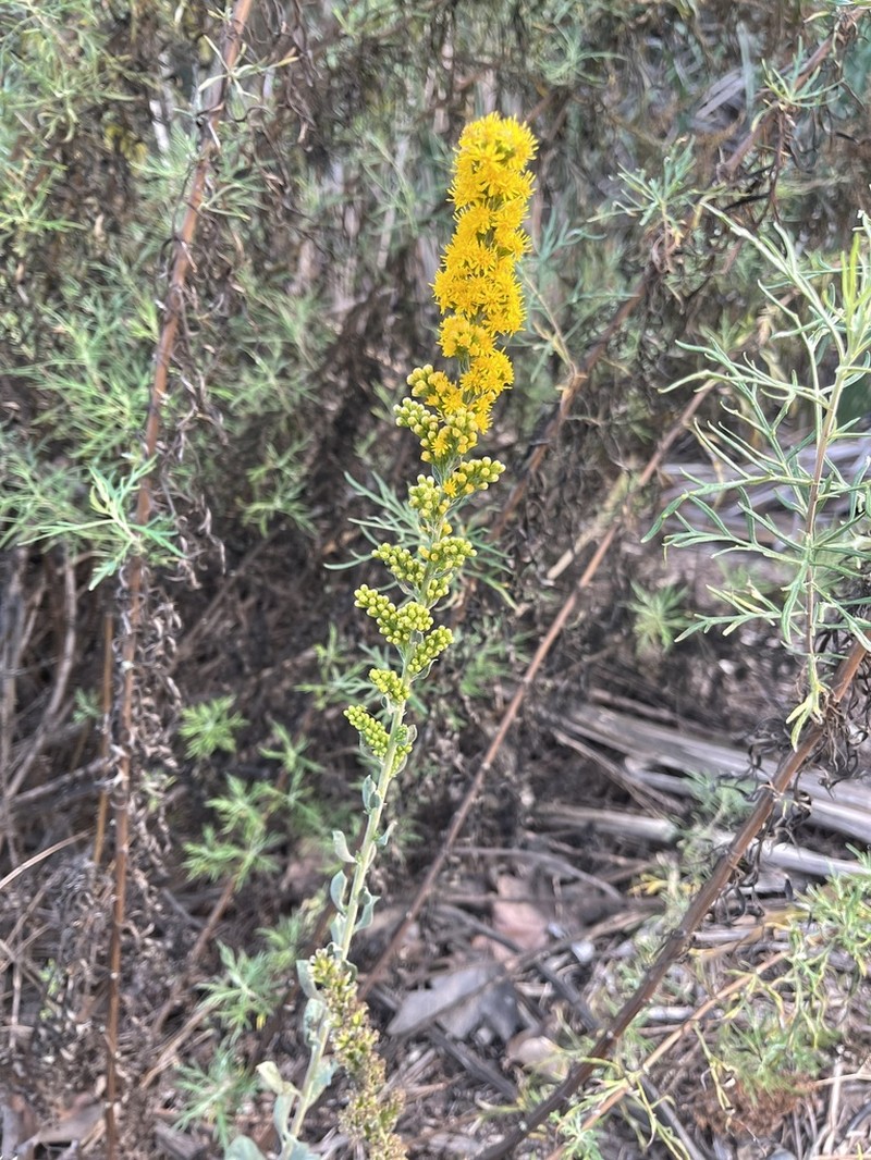 Threenerve Goldenrod photo 5