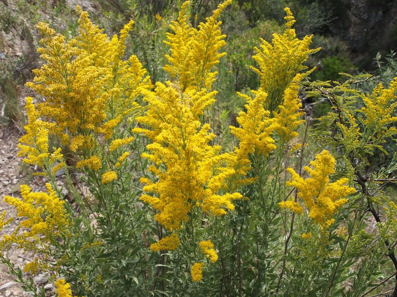 Threenerve Goldenrod photo 6
