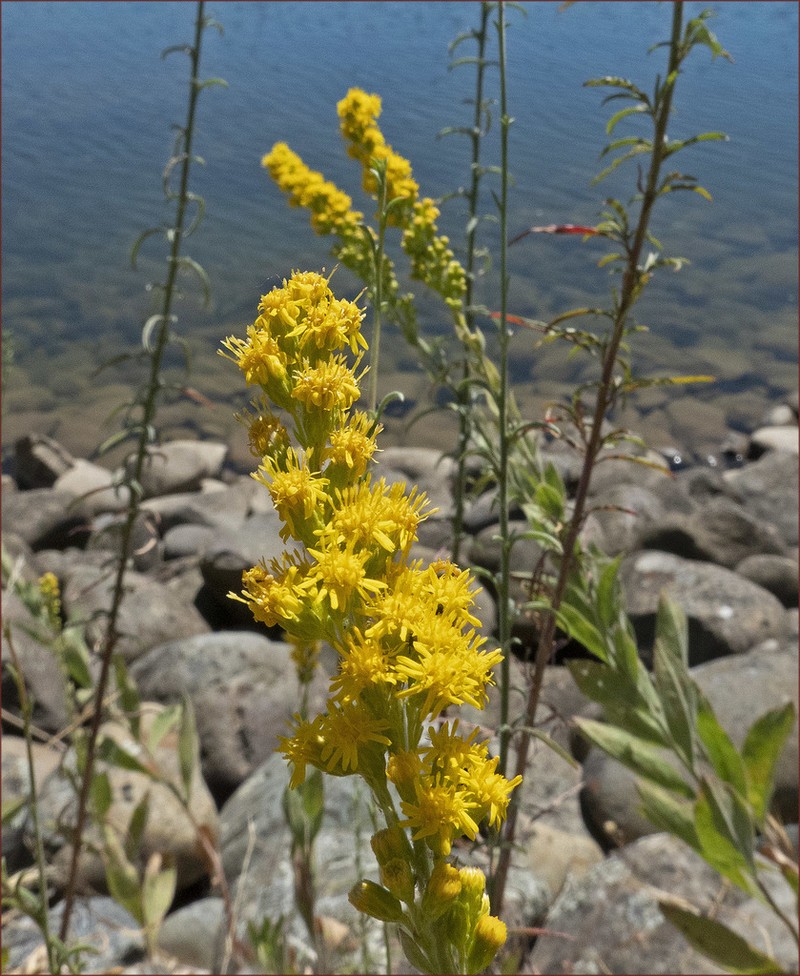 Threenerve Goldenrod photo 7