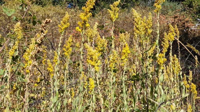 Threenerve Goldenrod photo 8