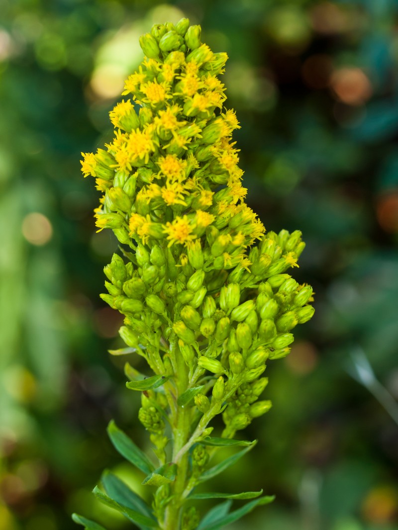 Threenerve Goldenrod photo 4