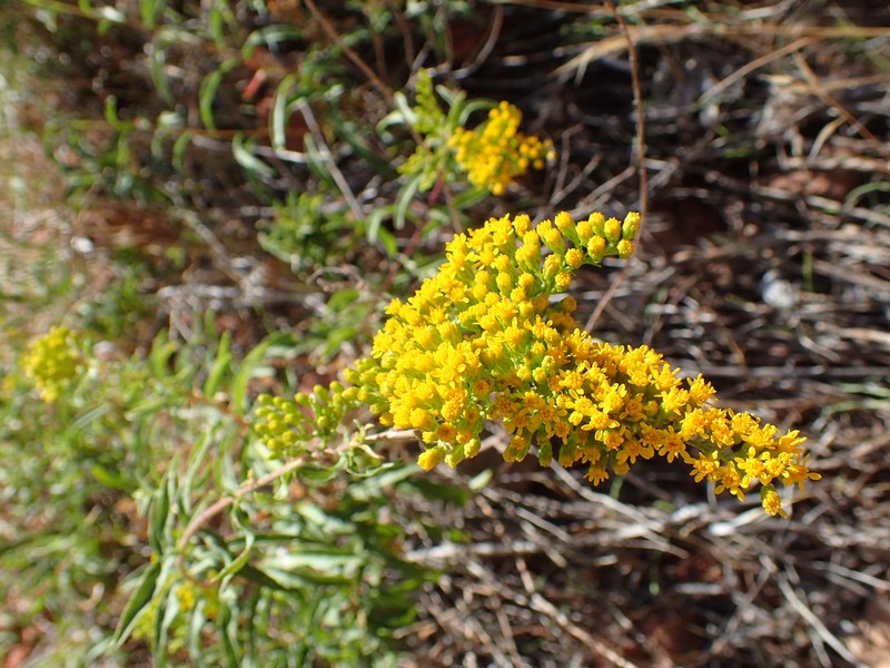 Threenerve Goldenrod photo 5