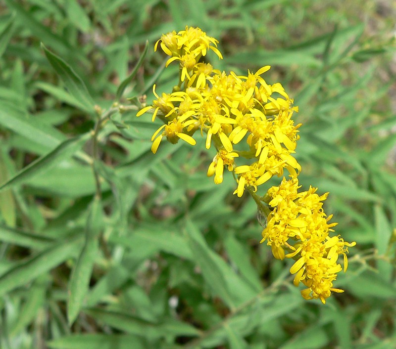 Threenerve Goldenrod