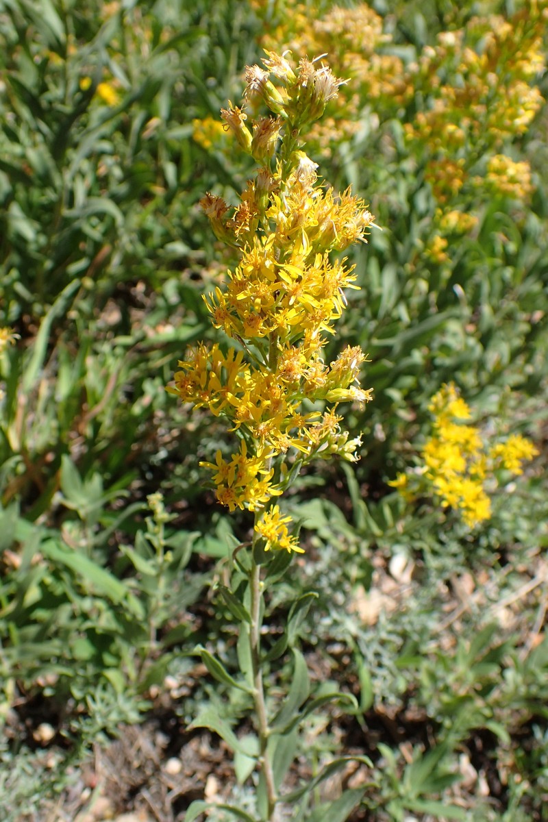 Threenerve Goldenrod photo 2