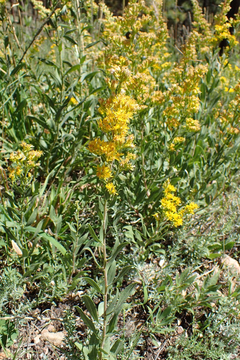 Threenerve Goldenrod photo 3