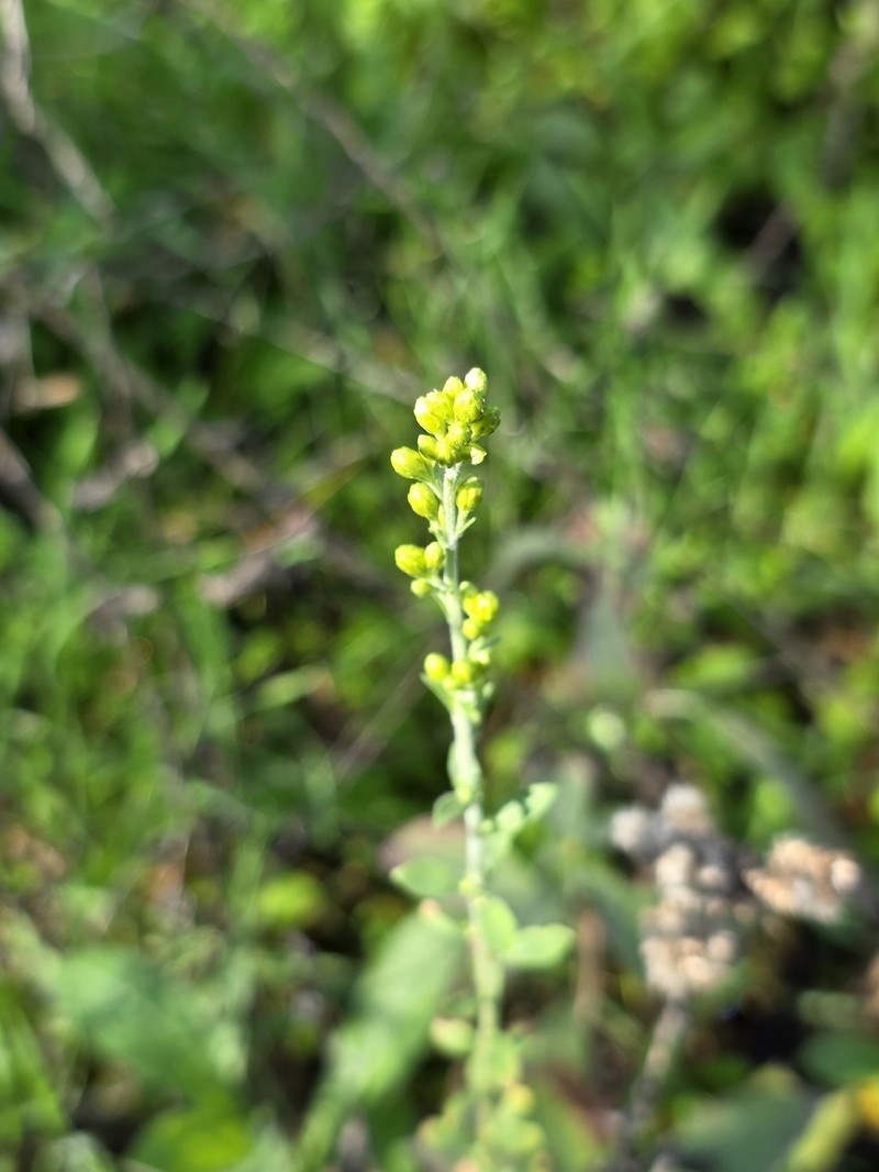 California Goldenrod