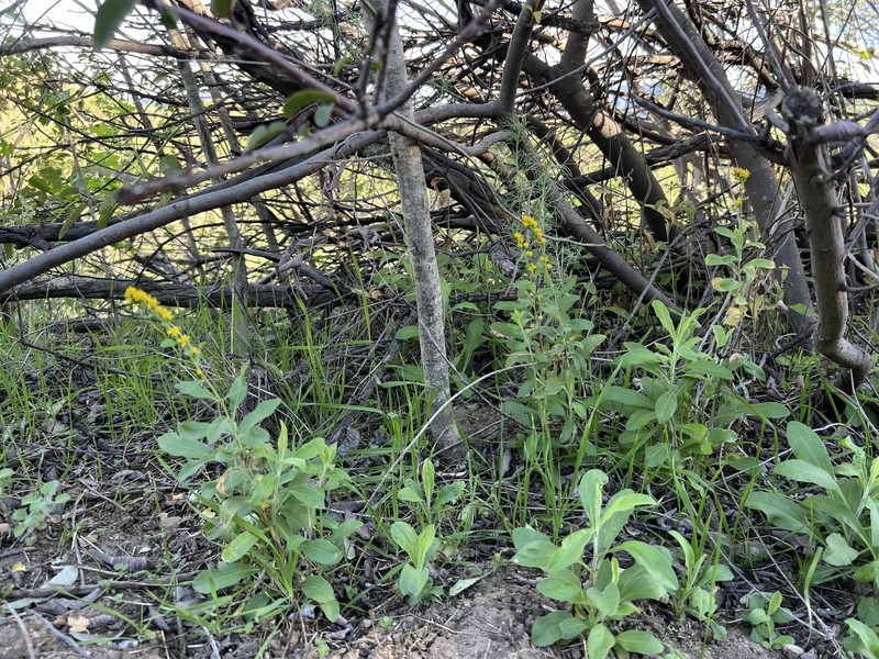 California Goldenrod photo 2