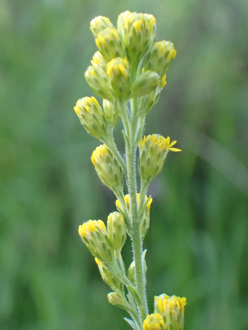 California Goldenrod photo 3