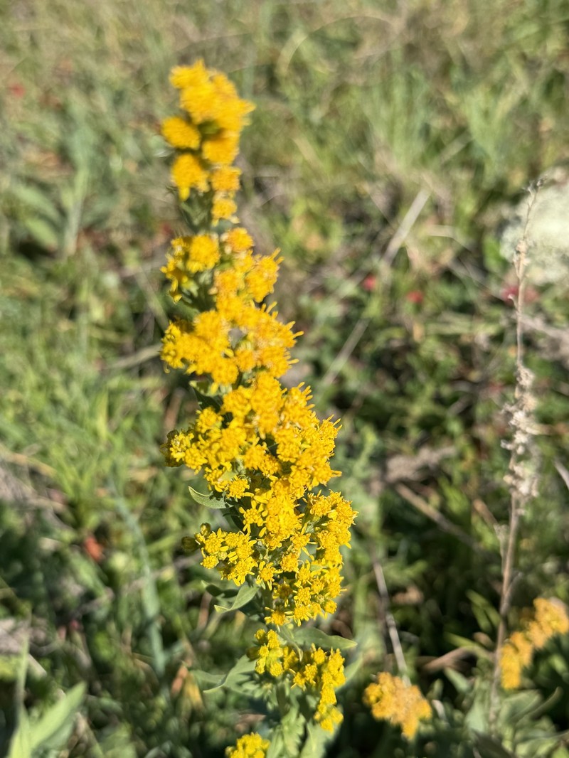 California Goldenrod photo 4