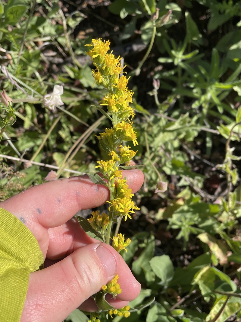 California Goldenrod photo 5