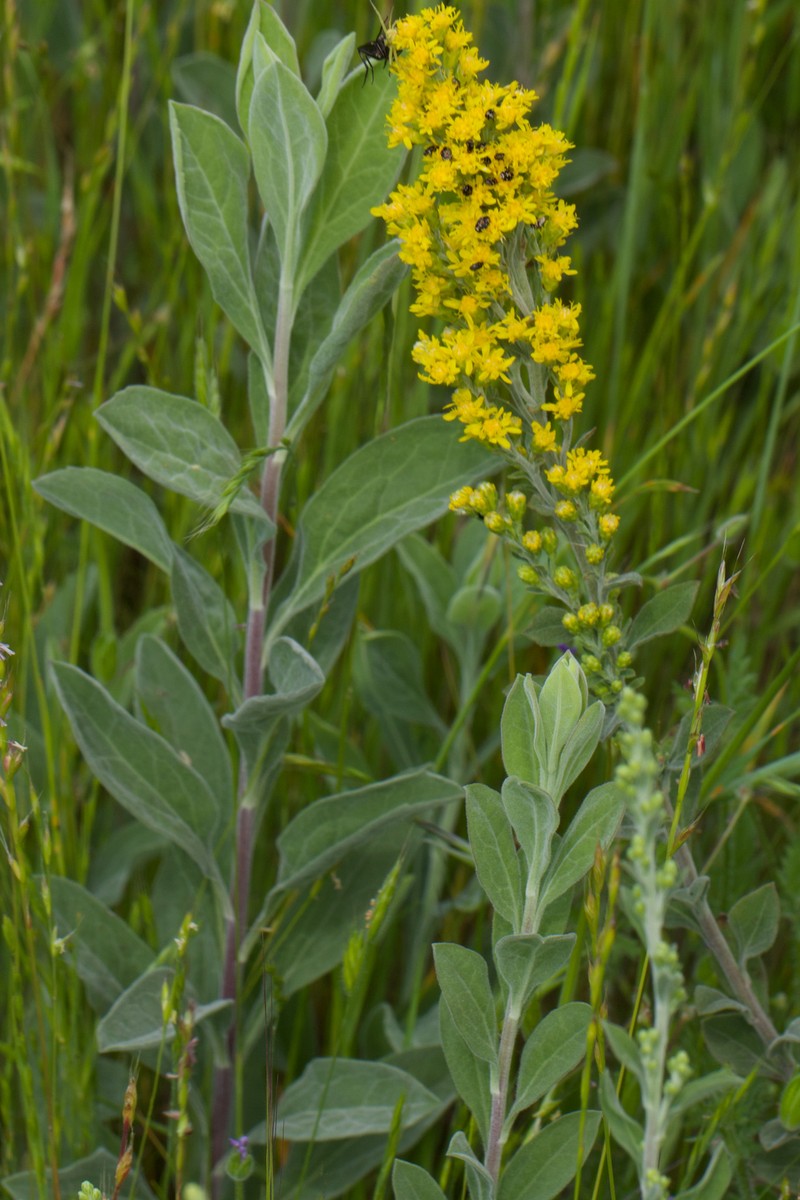 California Goldenrod photo 6