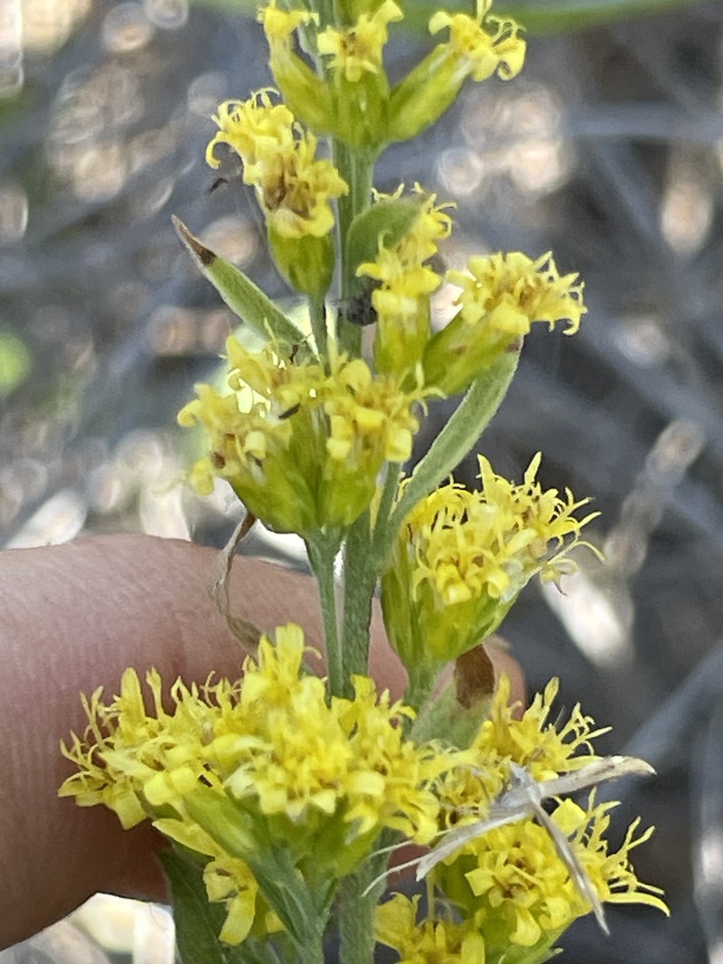 California Goldenrod photo 7