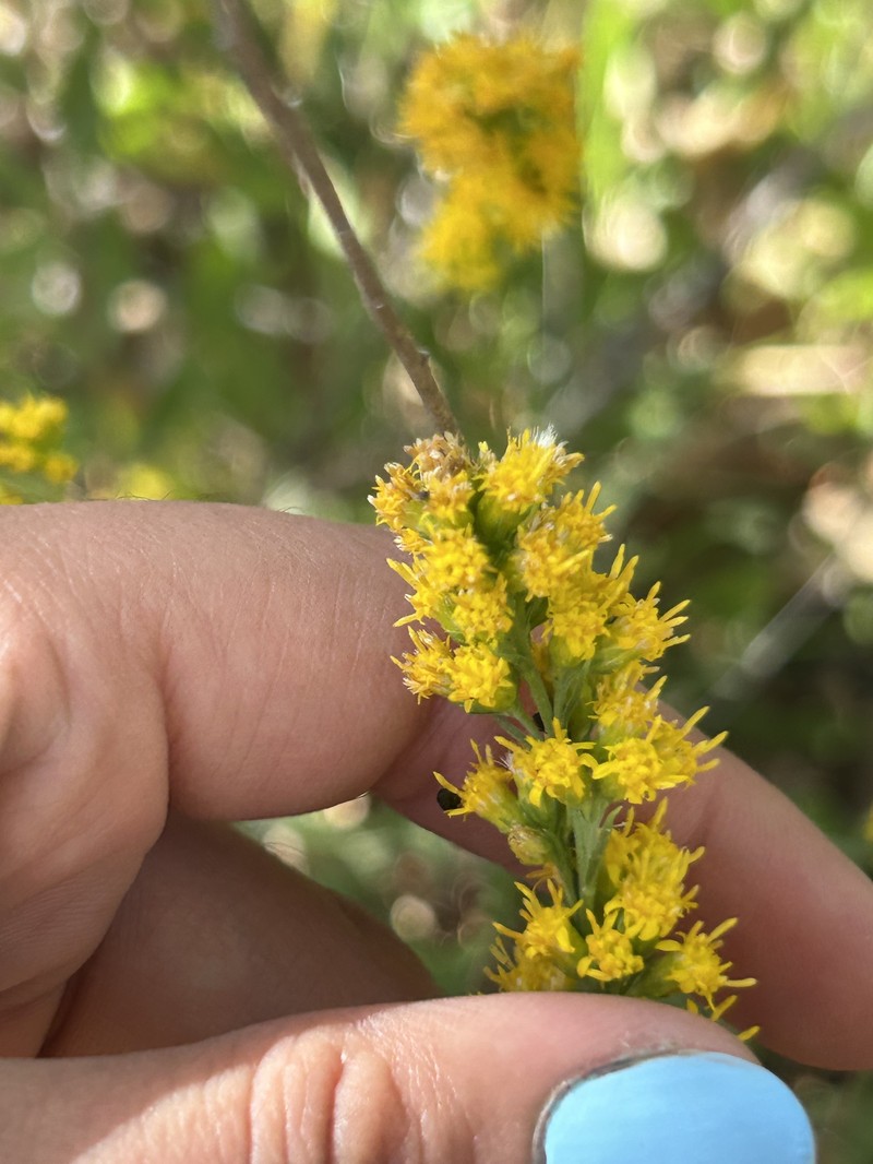 California Goldenrod photo 8