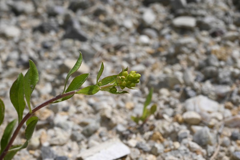 Solidago velutina subsp. sparsiflora