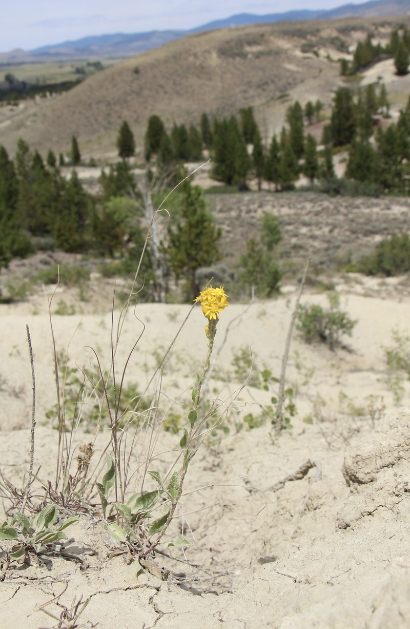 Solidago velutina subsp. sparsiflora photo 2