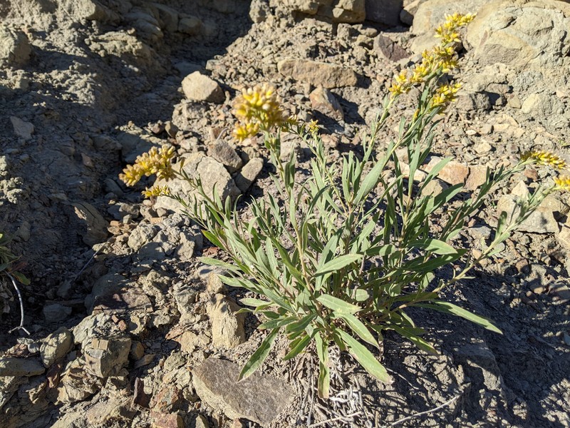 Solidago velutina subsp. sparsiflora photo 4