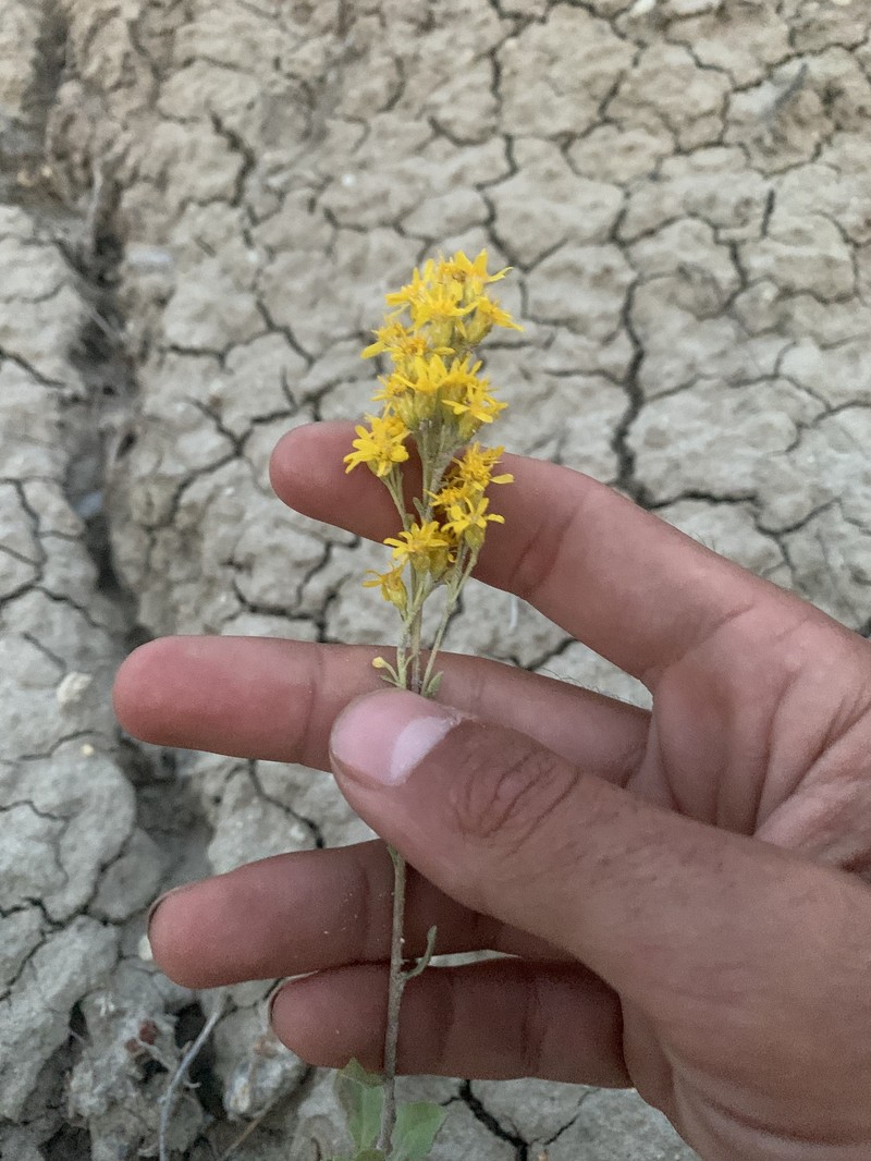 Solidago velutina subsp. sparsiflora photo 5