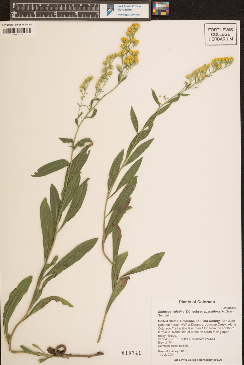Solidago velutina subsp. sparsiflora photo 6