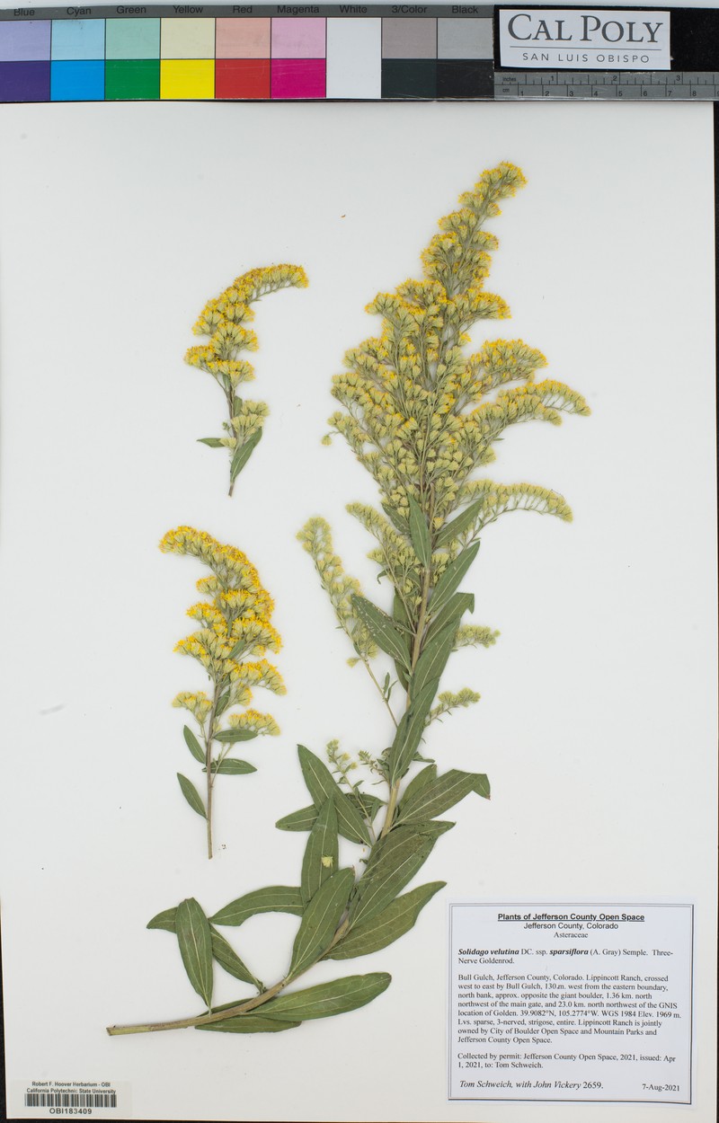 Solidago velutina subsp. sparsiflora photo 7