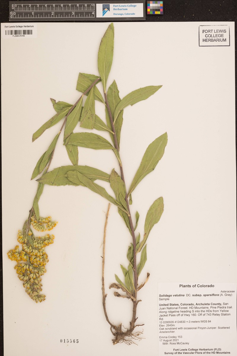 Solidago velutina subsp. sparsiflora photo 8