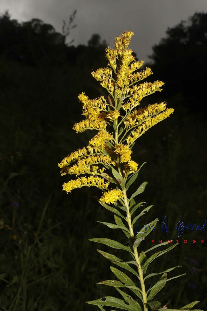 Solidago veracruziensis photo 2