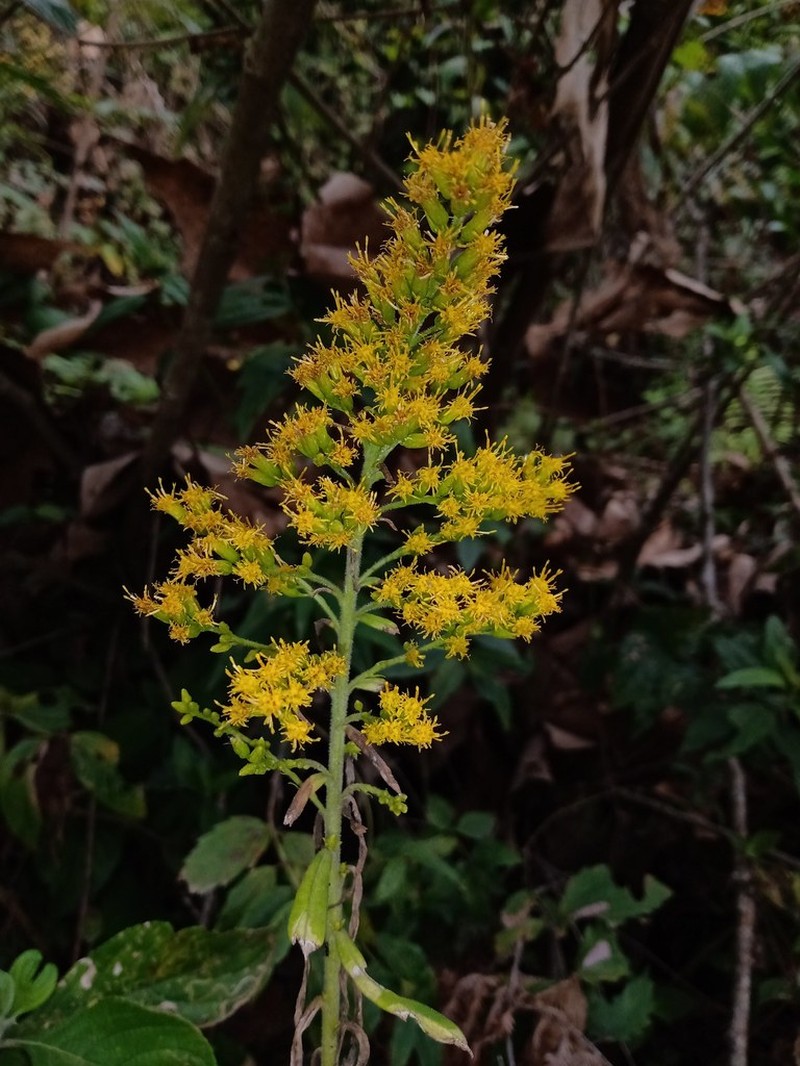 Solidago veracruziensis photo 3