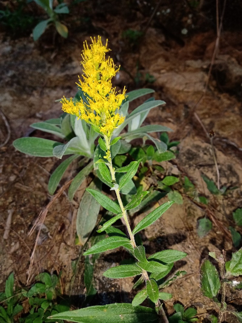 Solidago veracruziensis photo 4