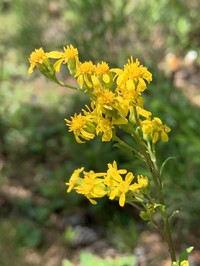 Springflowering Goldenrod