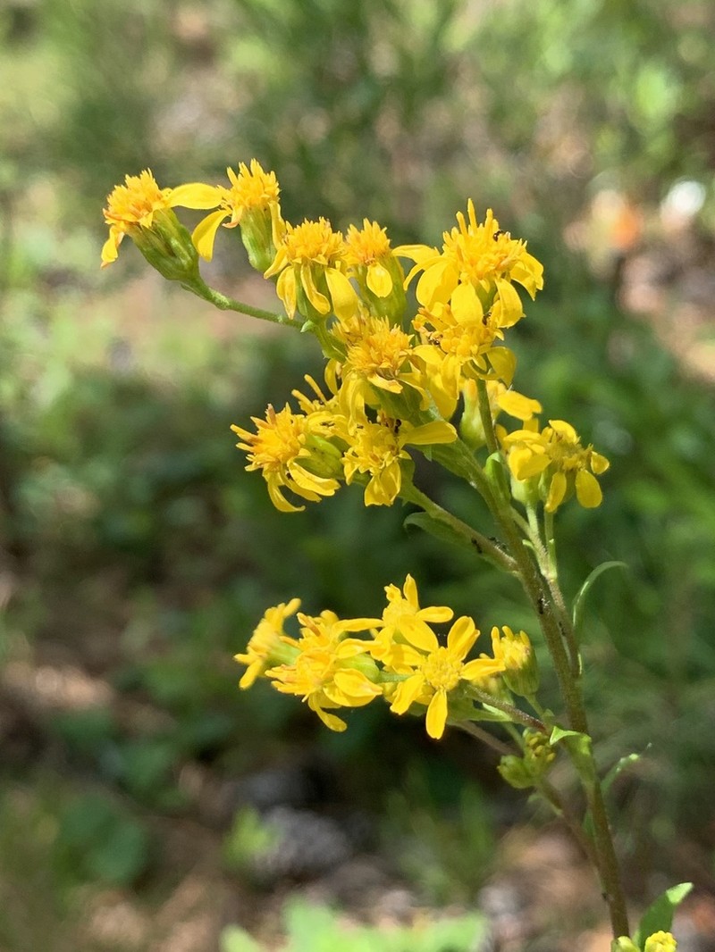 Springflowering Goldenrod