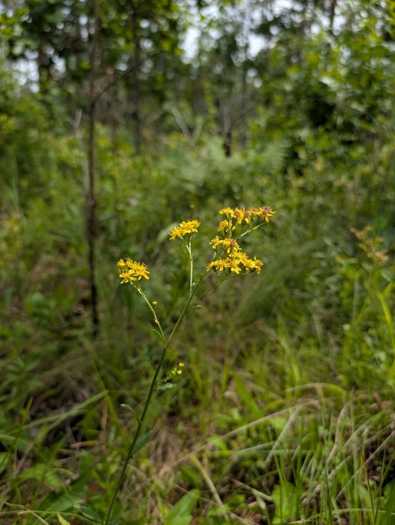 Springflowering Goldenrod photo 3