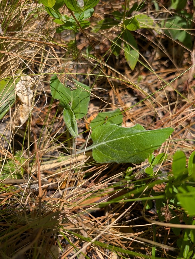 Springflowering Goldenrod photo 4