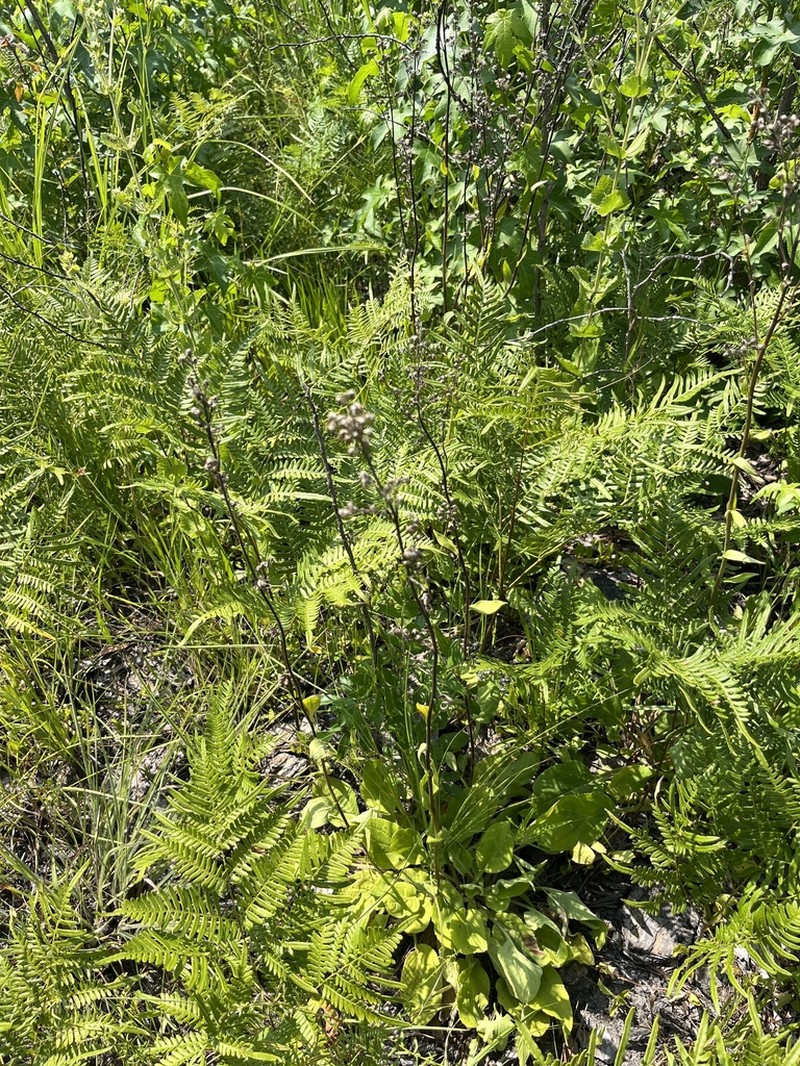 Springflowering Goldenrod photo 5