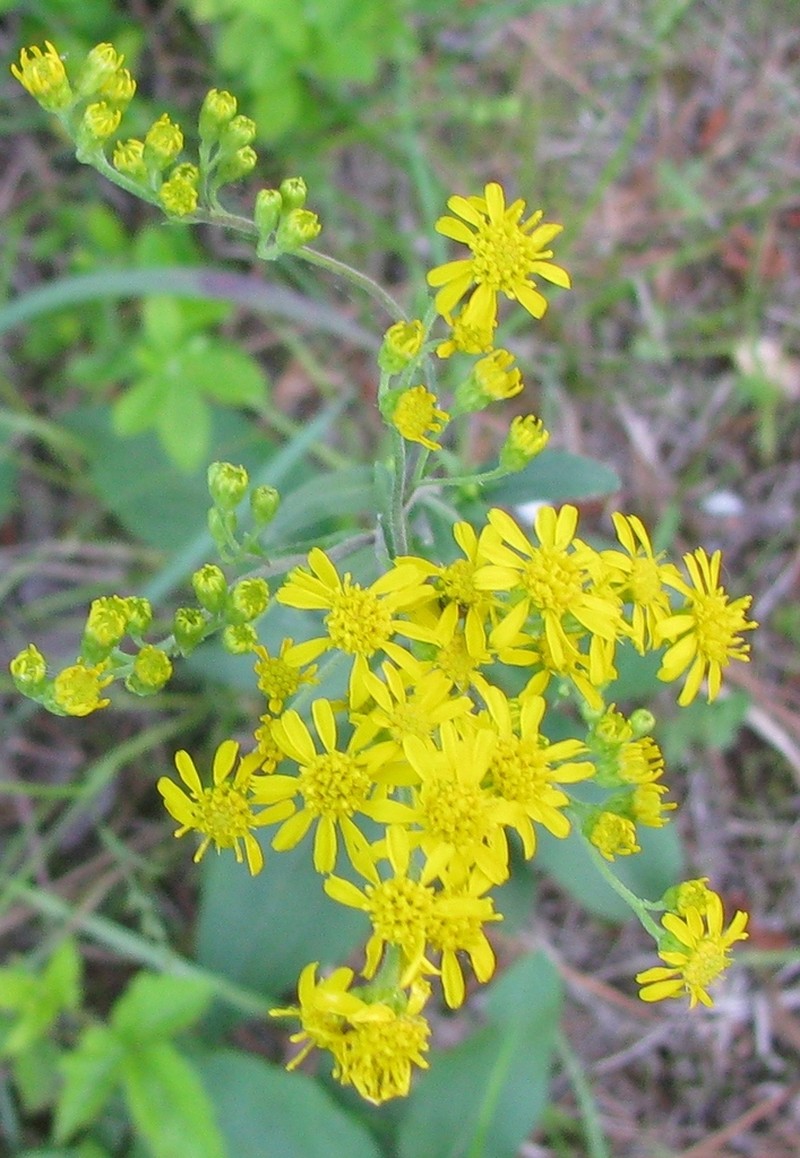 Springflowering Goldenrod photo 6