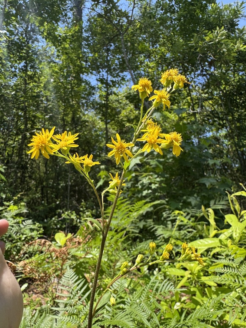 Springflowering Goldenrod photo 8