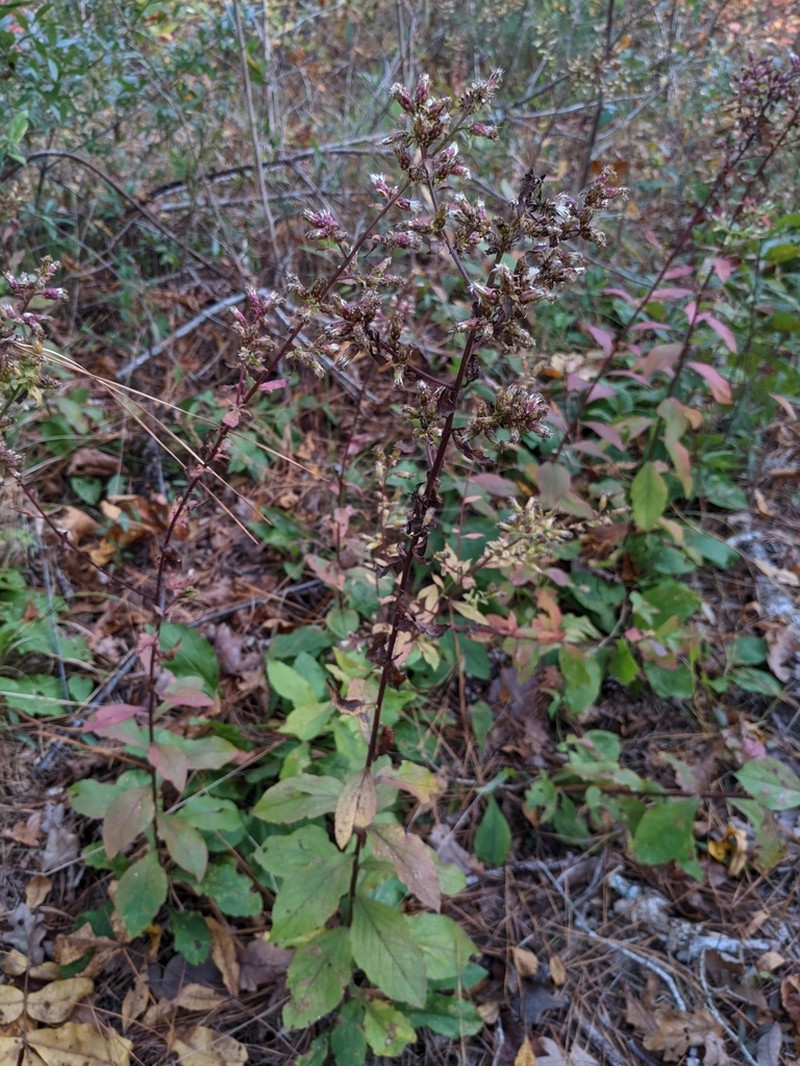 Hairy-Seed Goldenrod photo 3