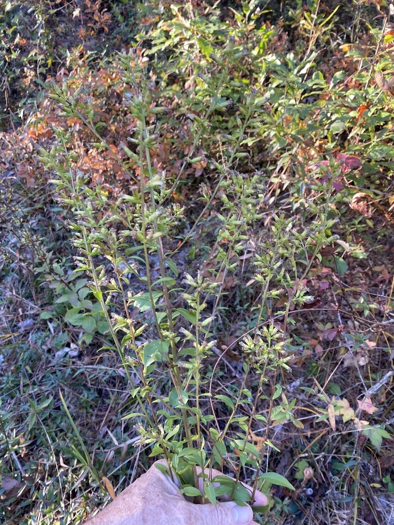 Hairy-Seed Goldenrod photo 4