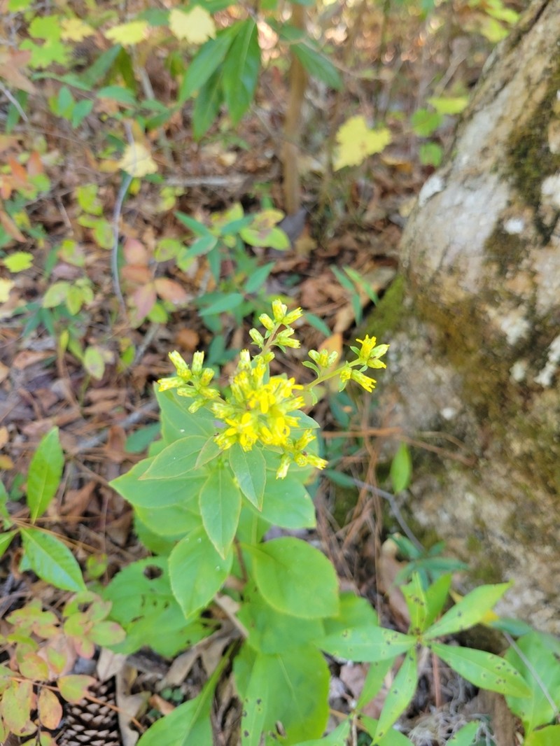 Hairy-Seed Goldenrod photo 5