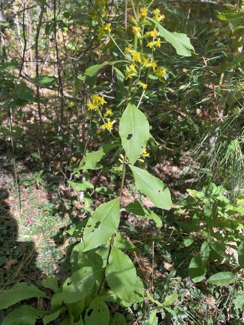 Hairy-Seed Goldenrod photo 6