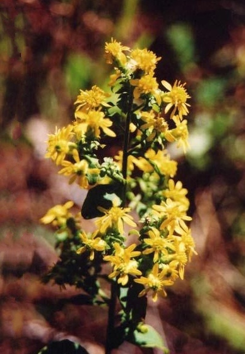 Hairy-Seed Goldenrod
