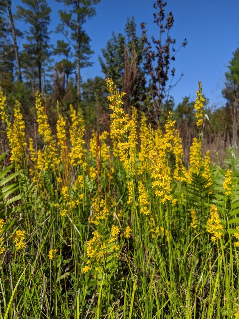 Solidago virgata photo 2